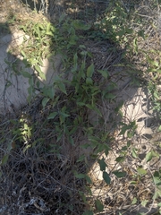 Funastrum cynanchoides