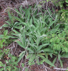 Hieracium scouleri