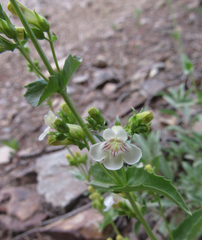 Penstemon deustus