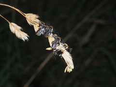 Lipotriches australica