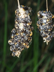 Lipotriches australica