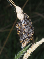 Lipotriches australica