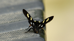 Androloma disparata