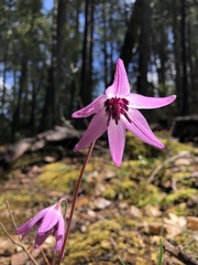 Erythronium hendersonii