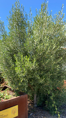 Olea europaea