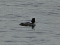 Bucephala