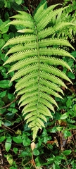 Dryopteris affinis