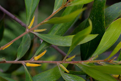 Persoonia stradbrokensis