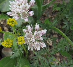 Allium brandegeei