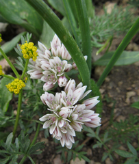 Allium brandegeei