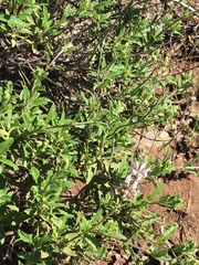 Salvia mellifera