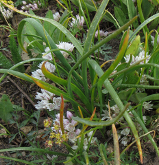 Allium brandegeei