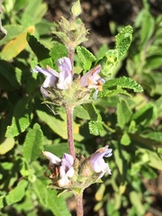 Salvia mellifera