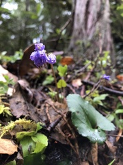 Veronica regina-nivalis