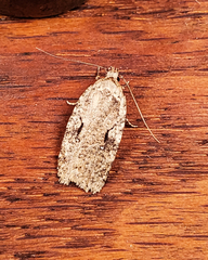 Agonopterix curvilineella