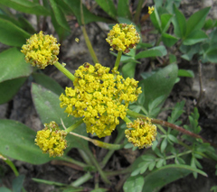 Lomatium cous