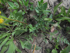 Lomatium cous