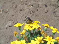 Battus polydamas psittacus