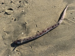 Ophichthus triserialis