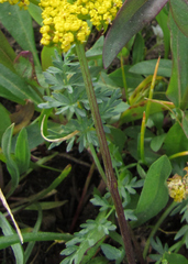 Lomatium cous