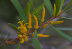 Persoonia stradbrokensis