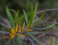 Persoonia stradbrokensis