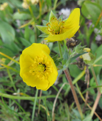 Potentilla glaucophylla