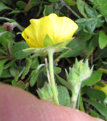 Potentilla glaucophylla