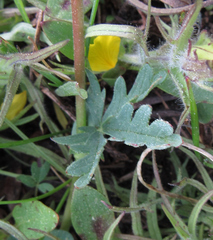 Potentilla glaucophylla