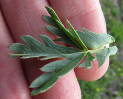 Potentilla glaucophylla