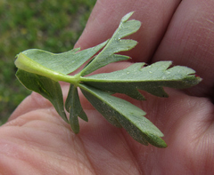 Potentilla glaucophylla