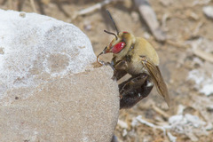 Centris caesalpiniae