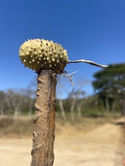 Hura polyandra