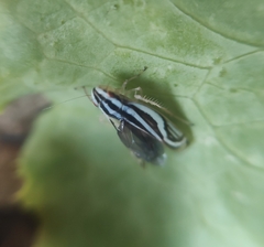 Sibovia