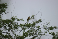 Icterus graduacauda
