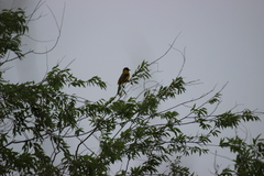Icterus graduacauda