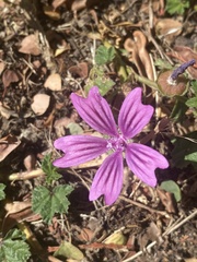 Malva sylvestris