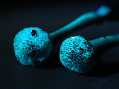 Cystolepiota