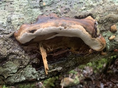 Fomitopsis