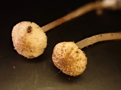 Cystolepiota