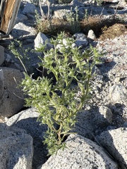 Cryptantha maritima maritima
