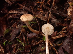 Cystolepiota