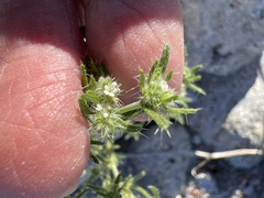 Cryptantha maritima maritima