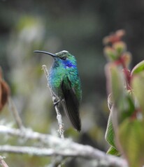 Colibri