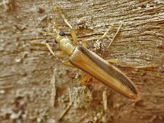 Parisopalpus thoracicus