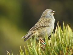 Junco vulcani