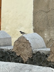 Passer domesticus