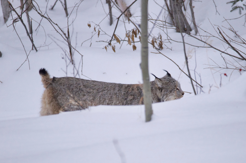 Canada Lynx