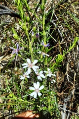 Olearia ramulosa