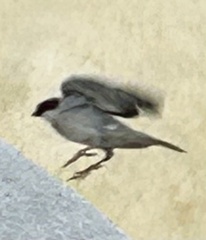 Passer domesticus